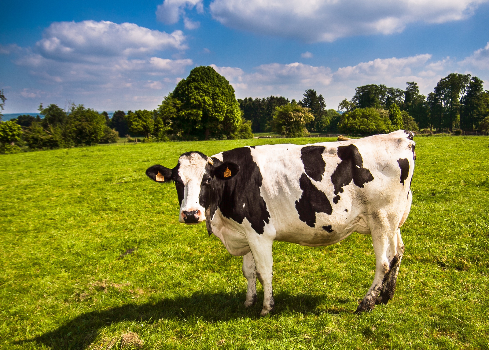 Foolish Dairy Laws!