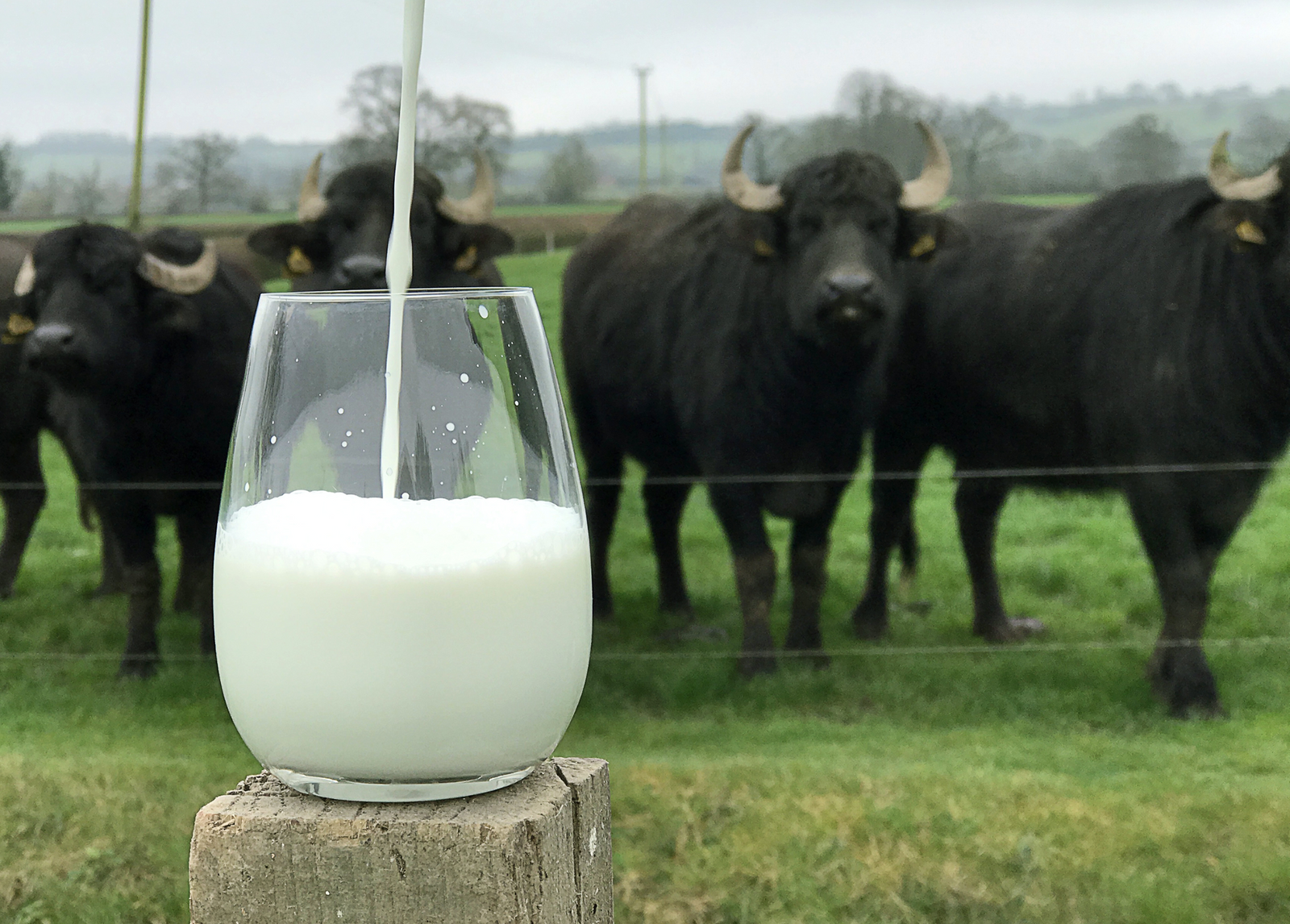 The Incredible Tale of the Buffalo Whisperer
