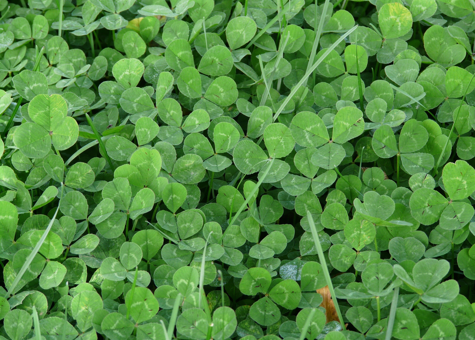 A Cheese Lover’s Guide to Lucky Dairy Products